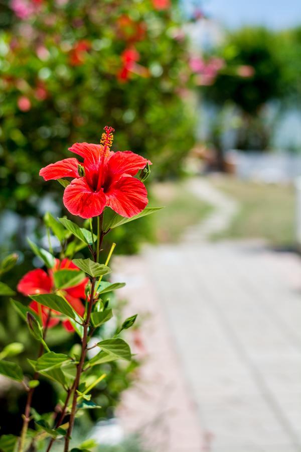 Salora Studio-Apartments Archangelos  Dış mekan fotoğraf